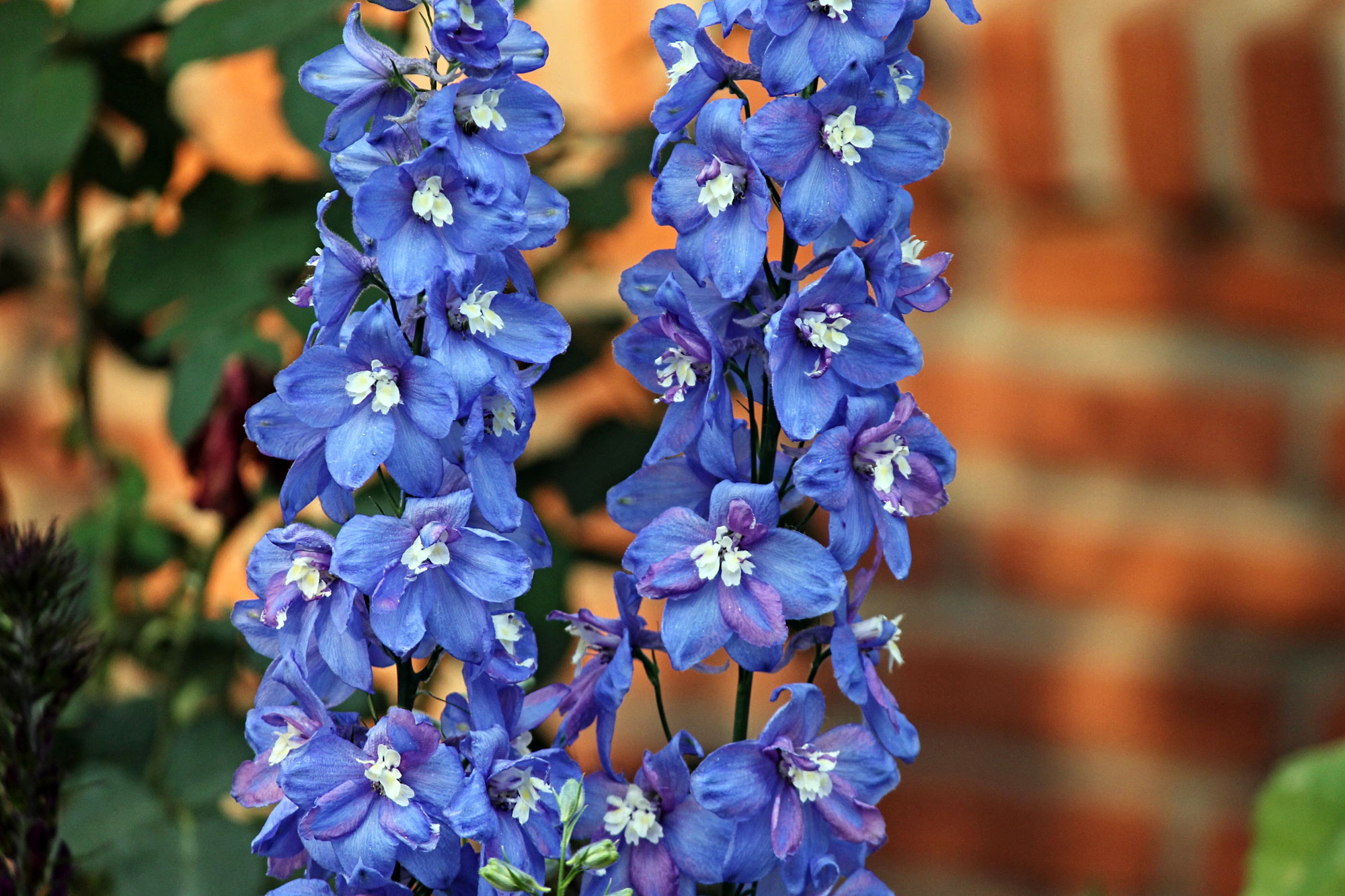 Delphiniums