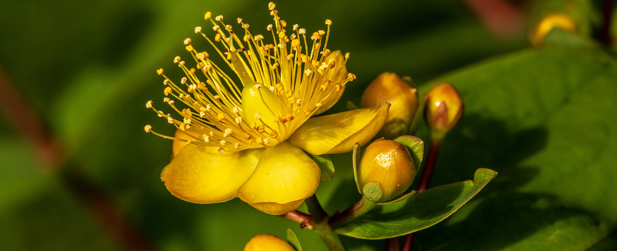 Hypericum