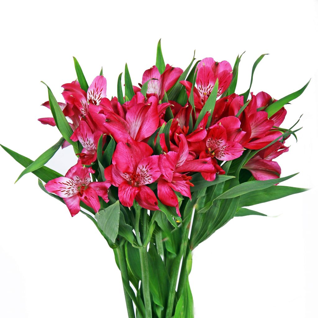 Home Farm Fresh Flower