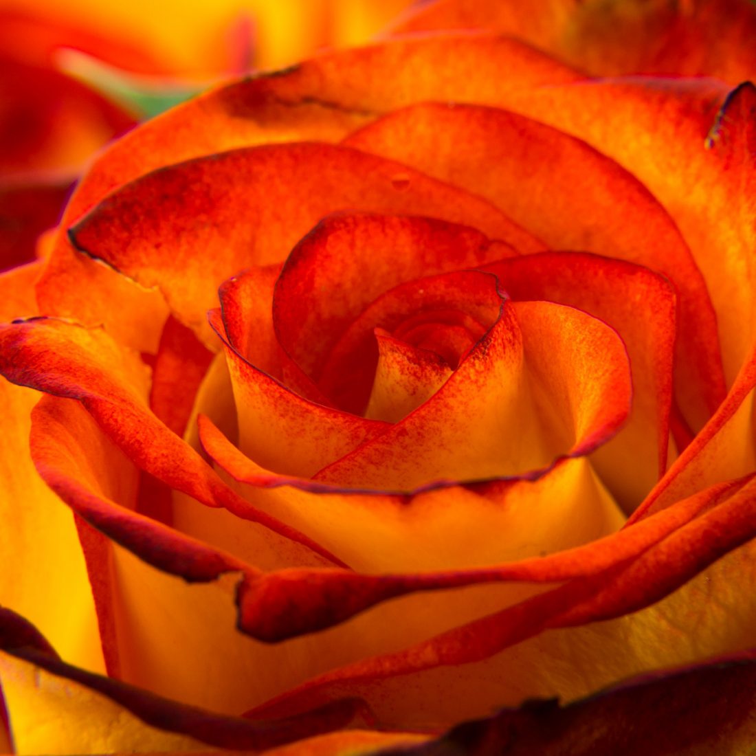 Home Farm Fresh Flower