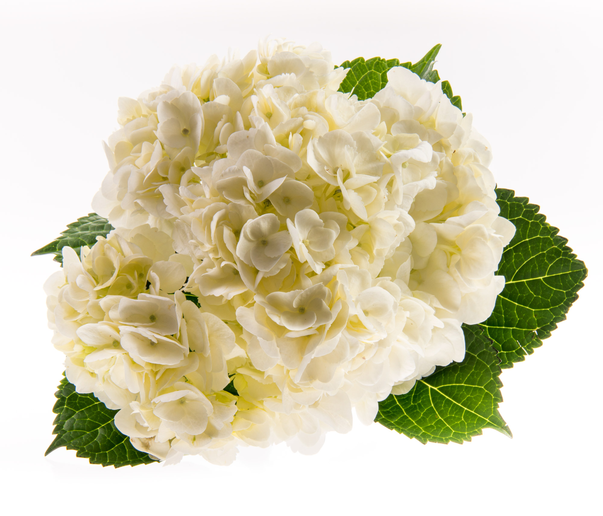 Hydrangea Farm Fresh Flower