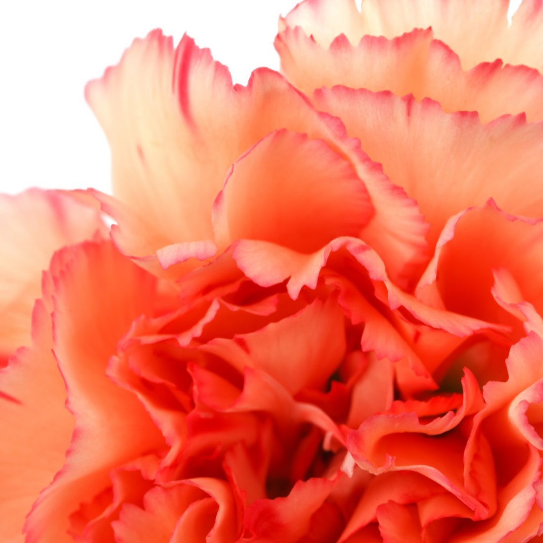 Home Farm Fresh Flower