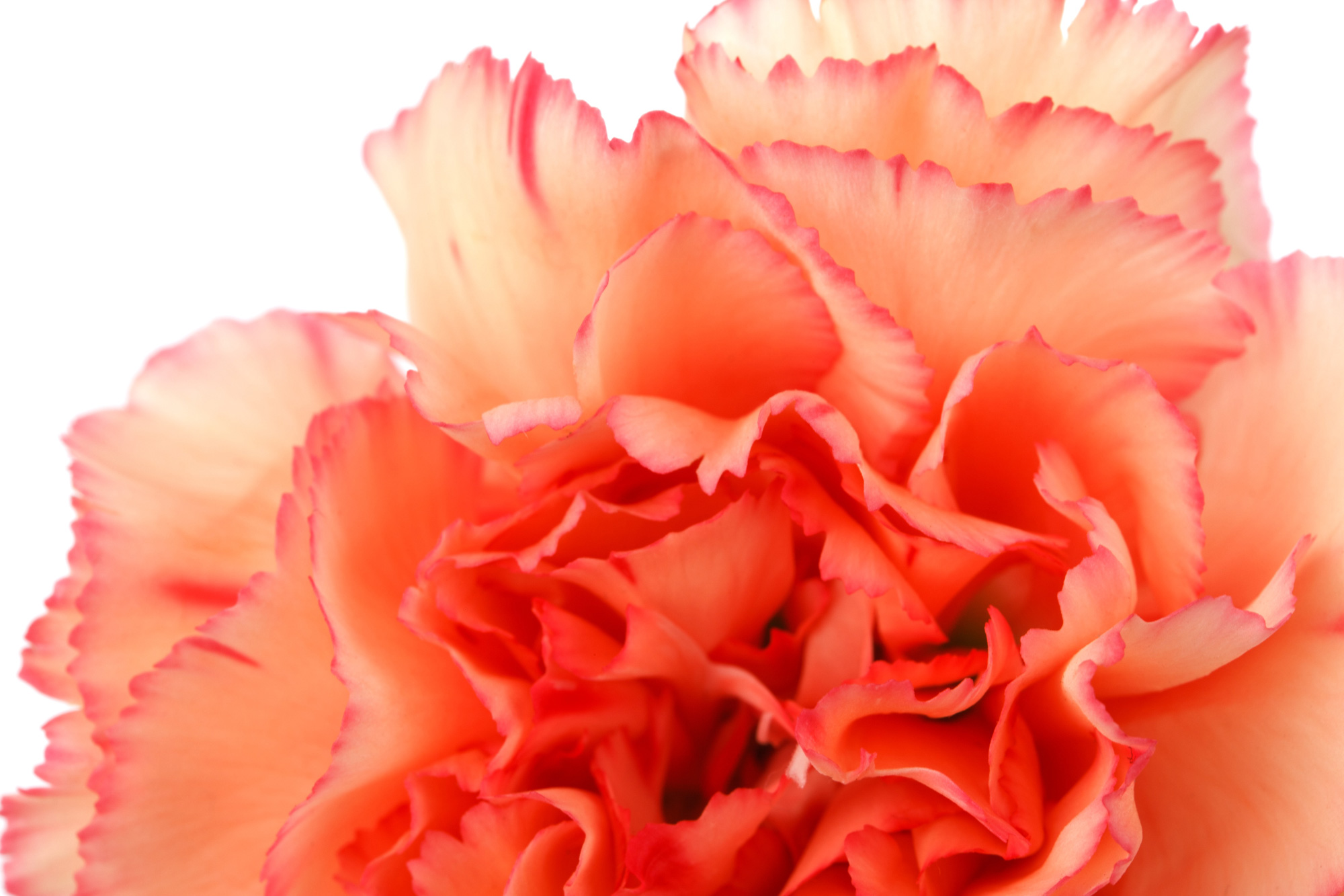 Carnations - Farm Fresh Flower