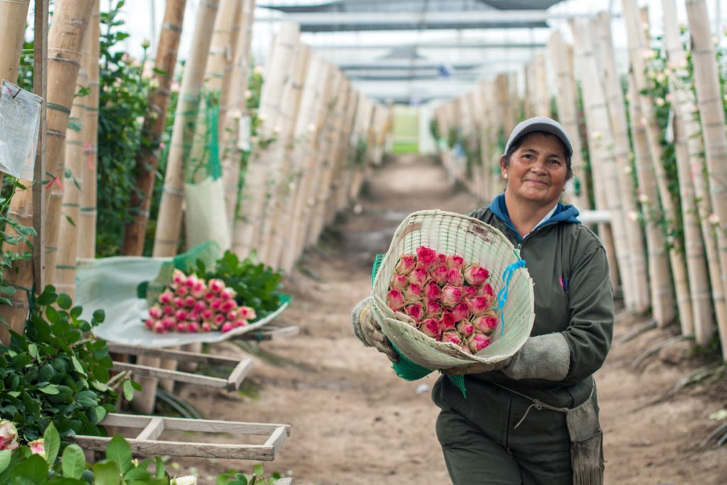 Contact us Farm Fresh Flower