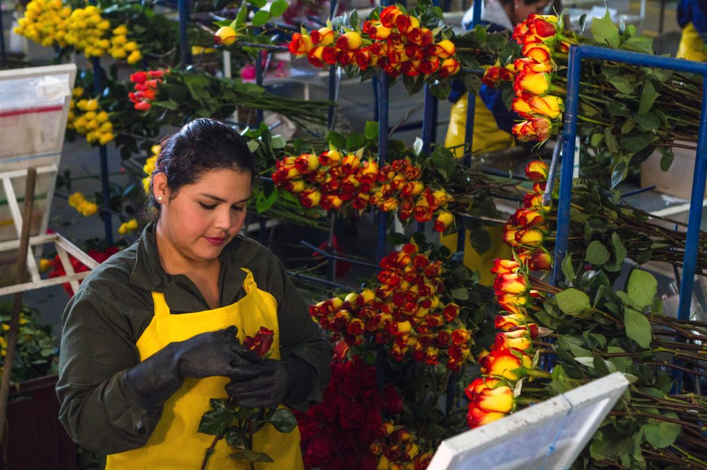 About Us Farm Fresh Flower