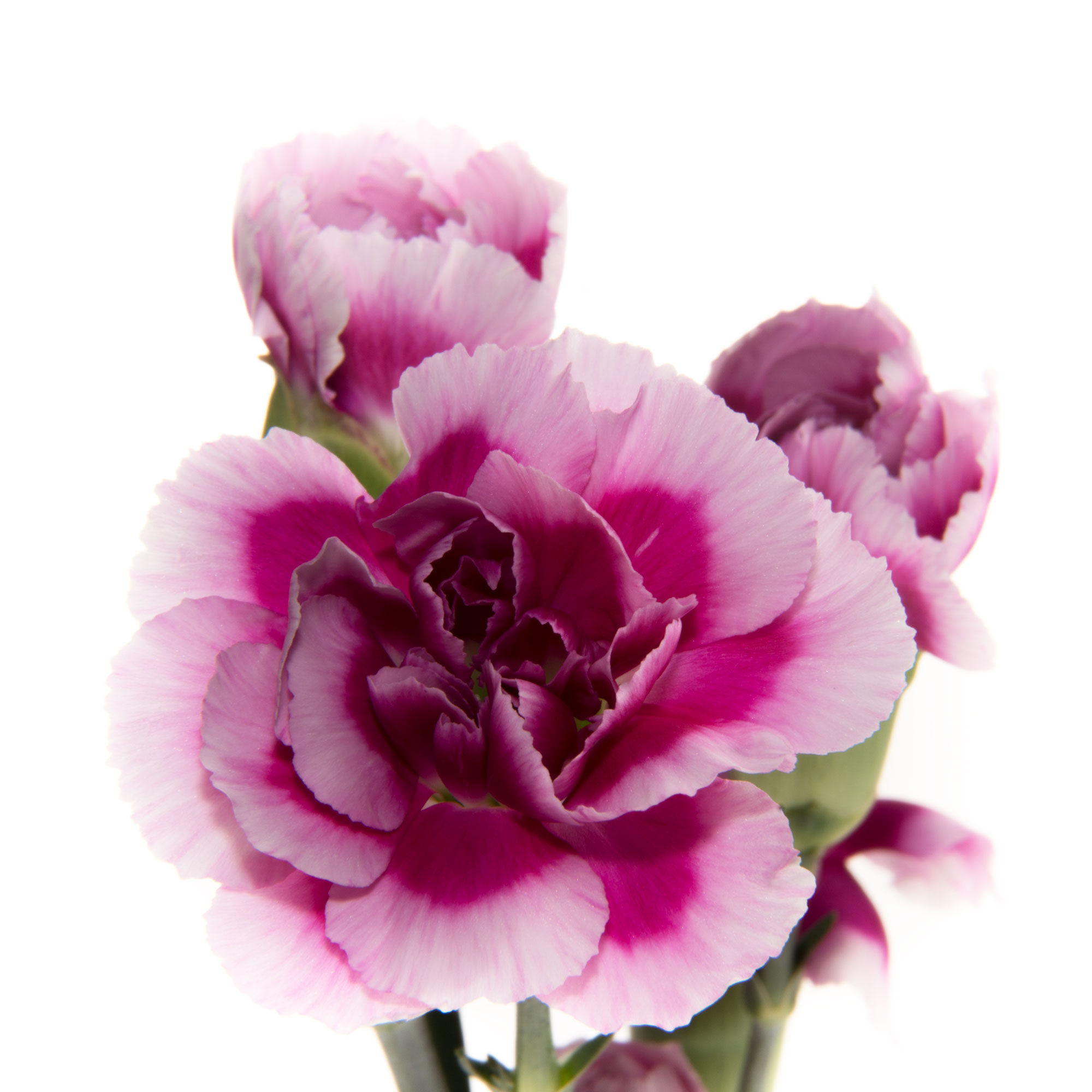 Mini Carnations - Farm Fresh Flower