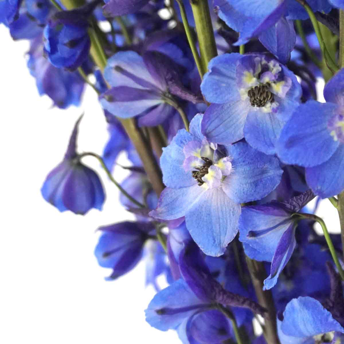 Delphiniums farm fresh flower